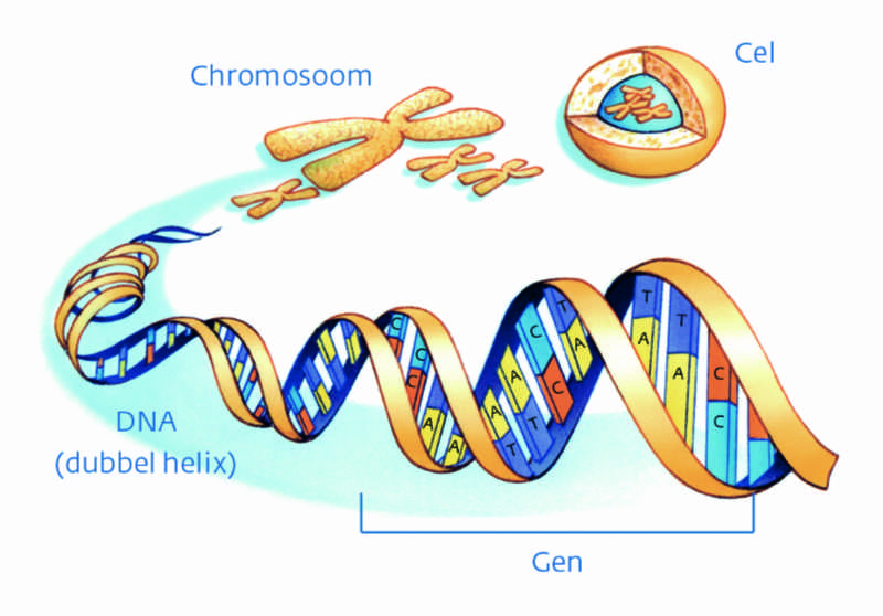 Cel - chromosoom - DNA - gen. Bron: KWF Kankerbestrijding.